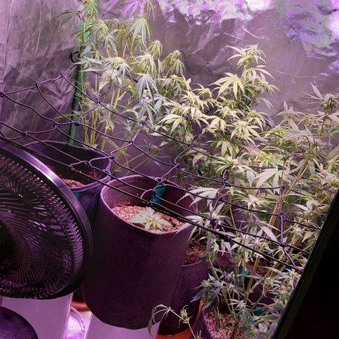 Jack fruit  growlog timeline photo