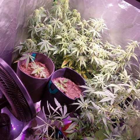 Jack fruit  growlog timeline photo