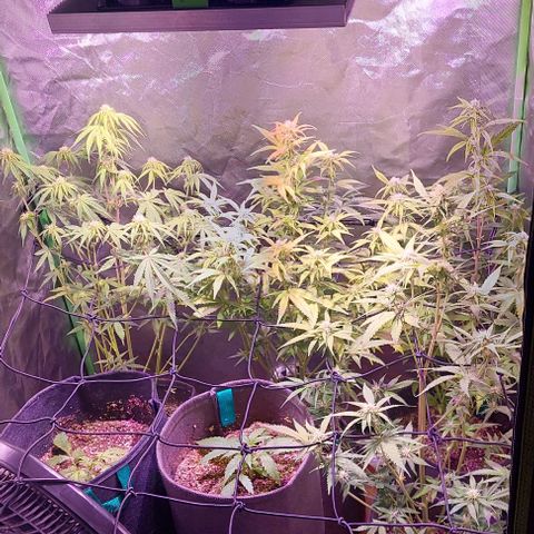 Jack fruit  growlog timeline photo