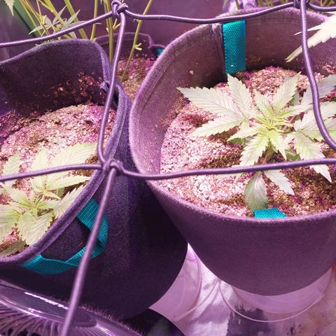 Jack fruit  growlog timeline photo