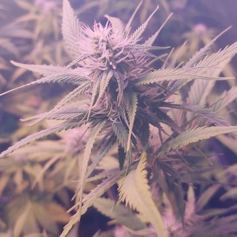 Jack fruit  growlog timeline photo