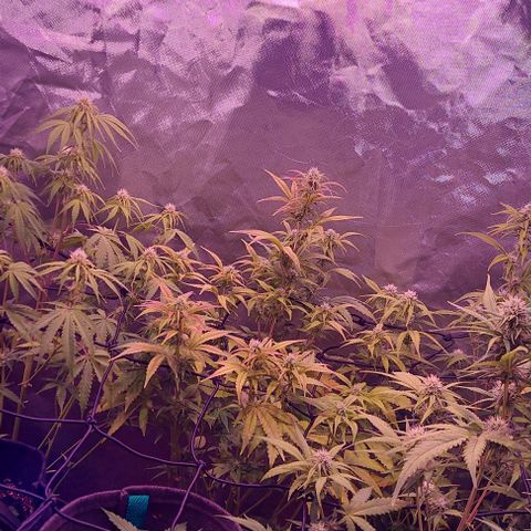 Jack fruit  growlog timeline photo