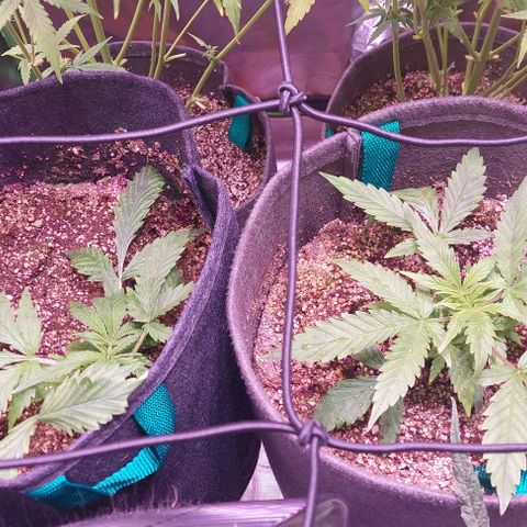 Jack fruit  growlog timeline photo