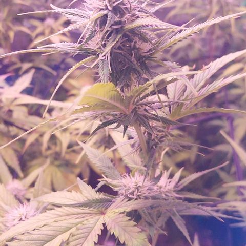 Jack fruit  growlog timeline photo