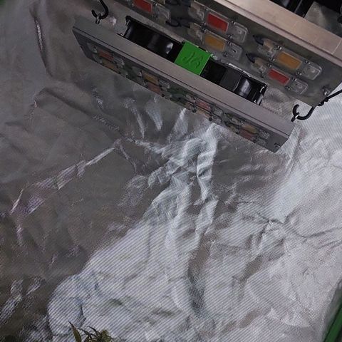 Jack fruit  growlog timeline photo