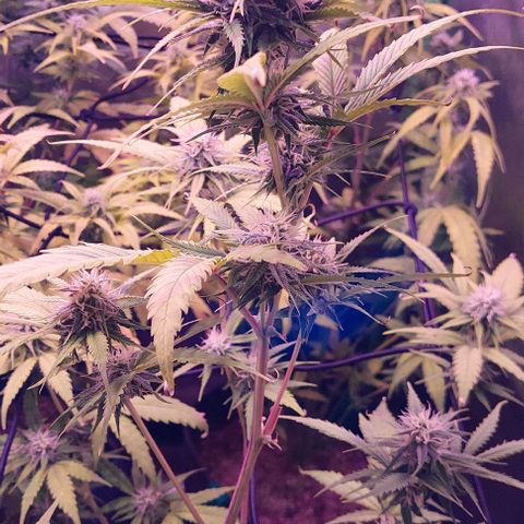 Jack fruit  growlog timeline photo