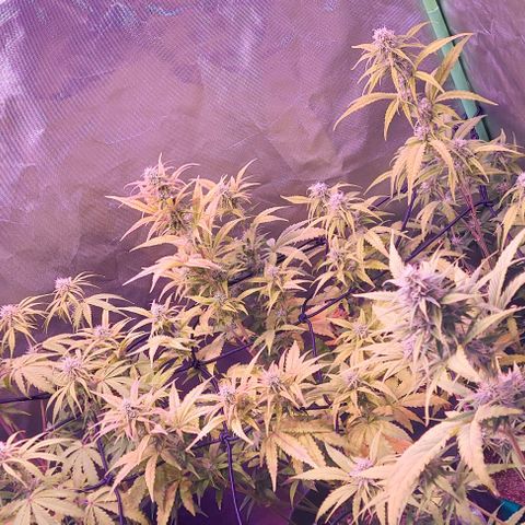 Jack fruit  growlog timeline photo