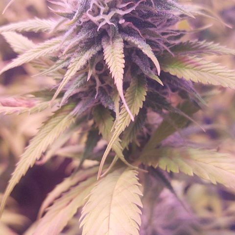 Jack fruit  growlog timeline photo