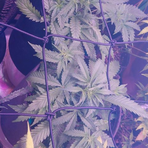 Jack fruit  growlog timeline photo