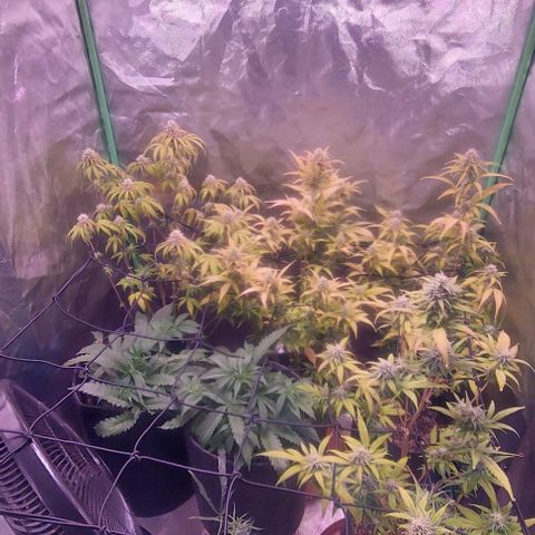 Jack fruit  growlog timeline photo