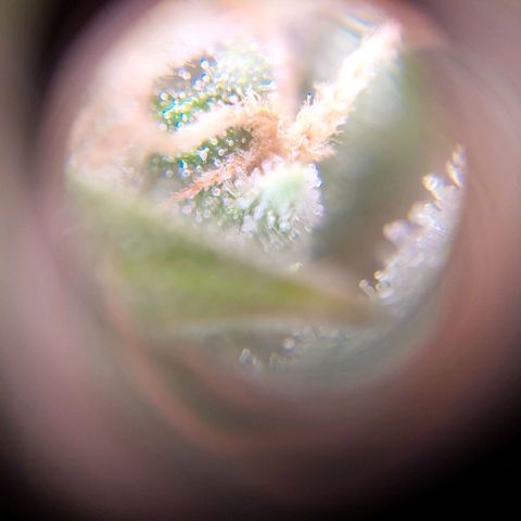 Jack fruit  growlog timeline photo