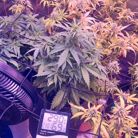 Jack fruit  growlog timeline photo