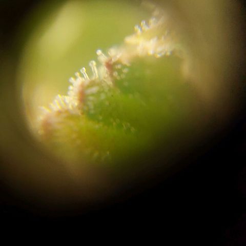 Jack fruit  growlog timeline photo