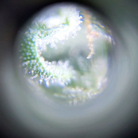 Jack fruit  growlog timeline photo