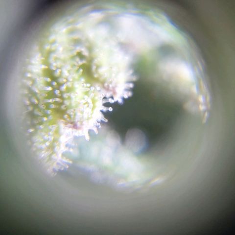 Jack fruit  growlog timeline photo