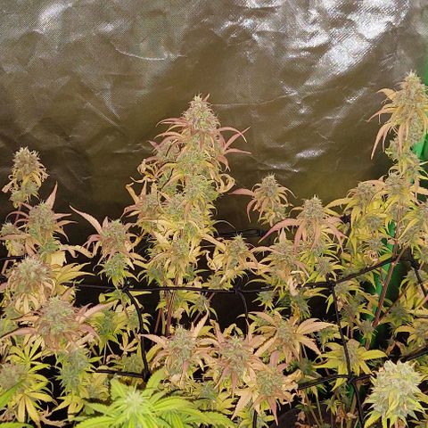 Jack fruit  growlog timeline photo