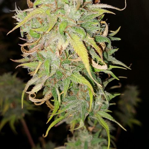 Jack fruit  growlog timeline photo