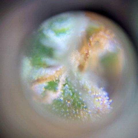 Jack fruit  growlog timeline photo