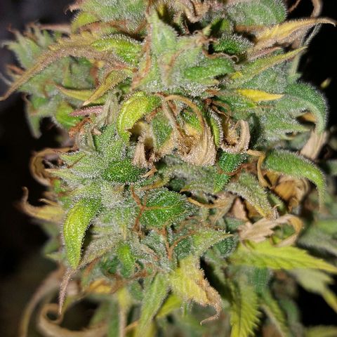 Jack fruit  growlog timeline photo