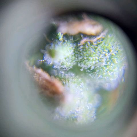 Jack fruit  growlog timeline photo