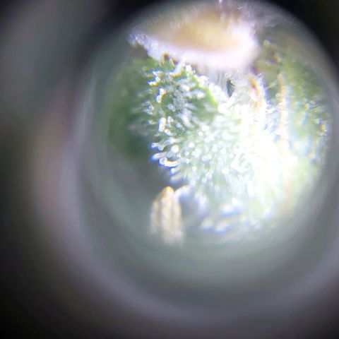 Jack fruit  growlog timeline photo