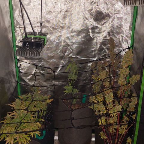 Jack fruit  growlog timeline photo