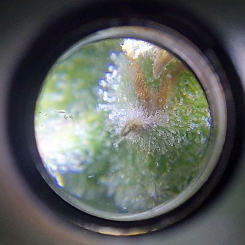 Jack fruit  growlog timeline photo