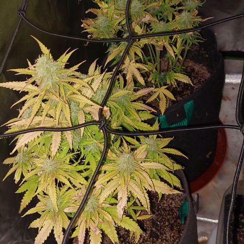 Jack fruit  growlog timeline photo