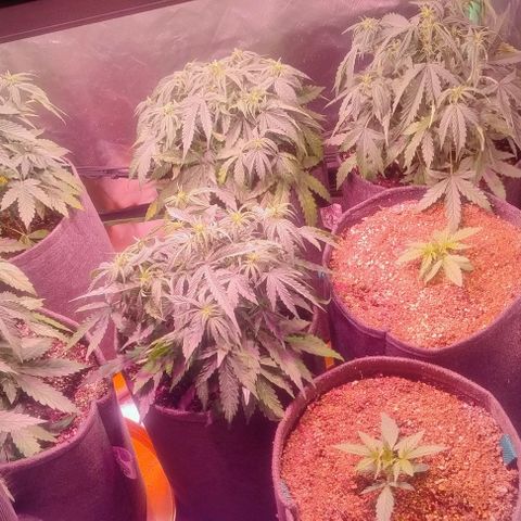 Jack fruit  growlog timeline photo