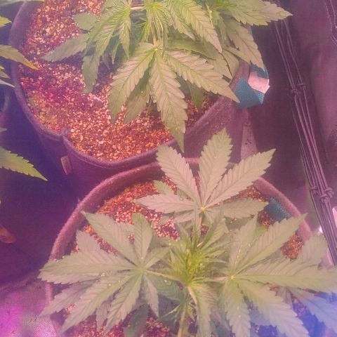 Jack fruit  growlog timeline photo
