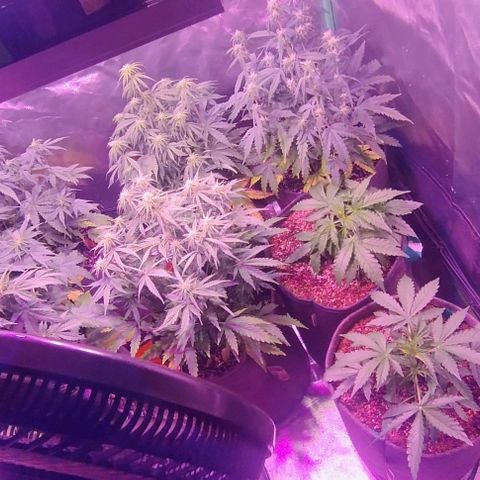 Jack fruit  growlog timeline photo