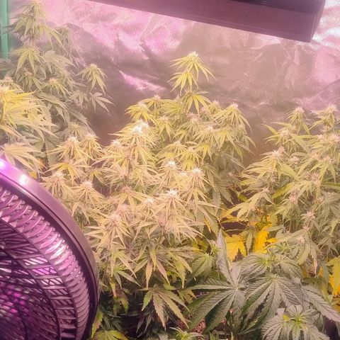 Jack fruit  growlog timeline photo