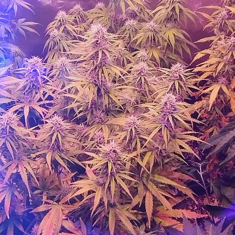 Jack fruit  growlog timeline photo