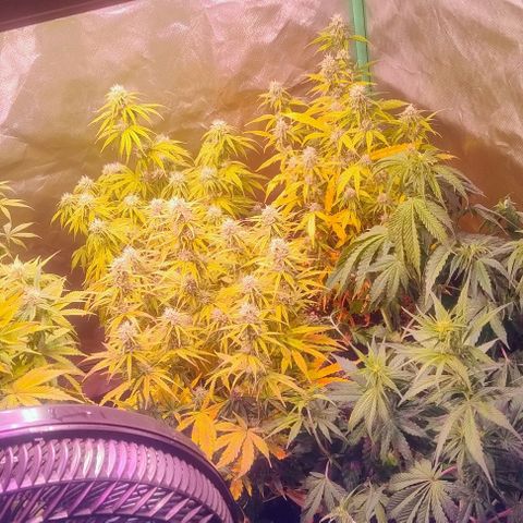 Jack fruit  growlog timeline photo