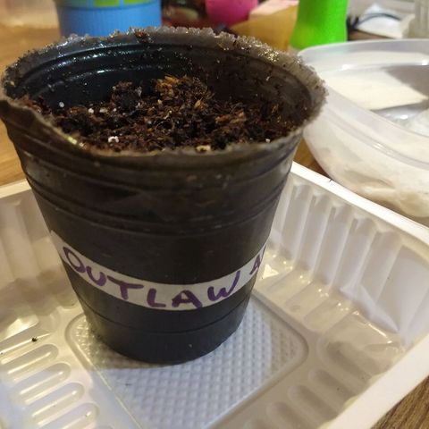 OutLaw growlog timeline photo