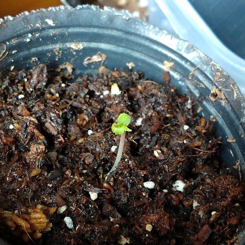 OutLaw growlog photo: Está abajo de la lámpara, adentro