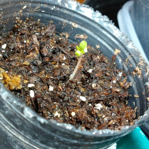 OutLaw growlog photo: Está abajo de la lámpara, adentro