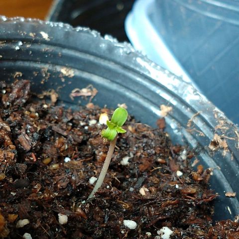 OutLaw growlog photo: Está abajo de la lámpara, adentro