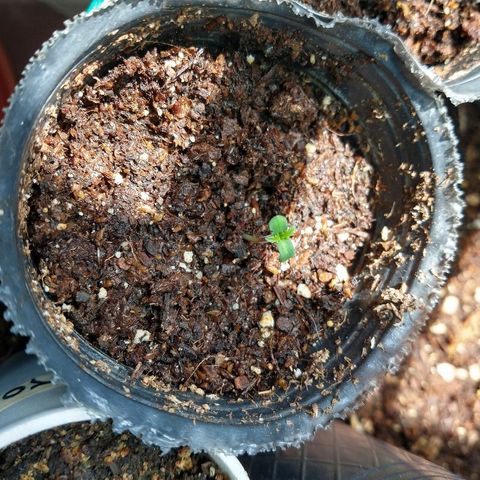 OutLaw growlog photo: Tomando sol por la ventana