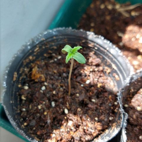 OutLaw growlog photo: Tomando sol por la ventana