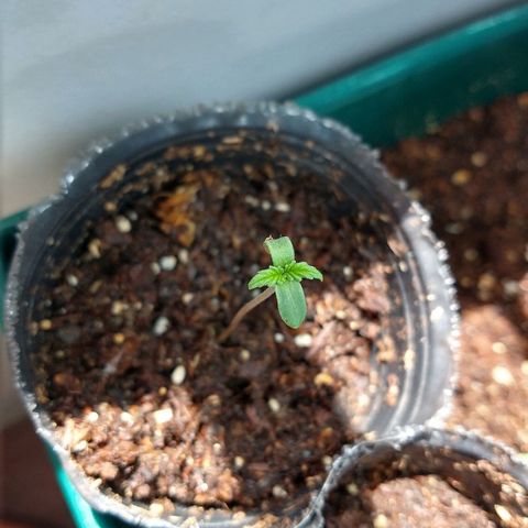 OutLaw growlog photo: Tomando sol por la ventana