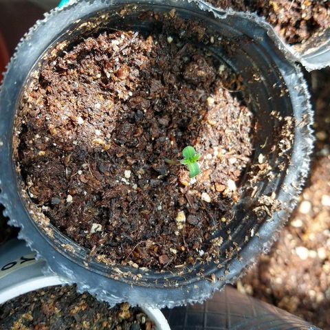 OutLaw growlog photo: Tomando sol por la ventana