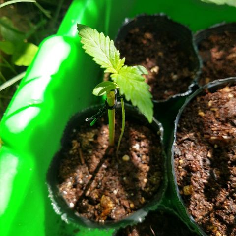 OutLaw growlog photo: Las pusimos al sol y sombrita para que se vayan adaptando