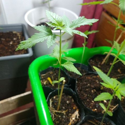 OutLaw growlog photo: Tiene 3 nudos