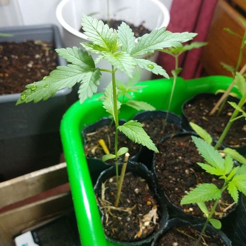 OutLaw growlog photo: Tiene 3 nudos