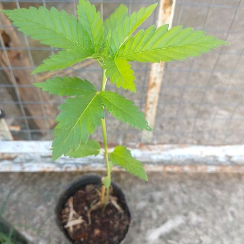 OutLaw growlog timeline photo
