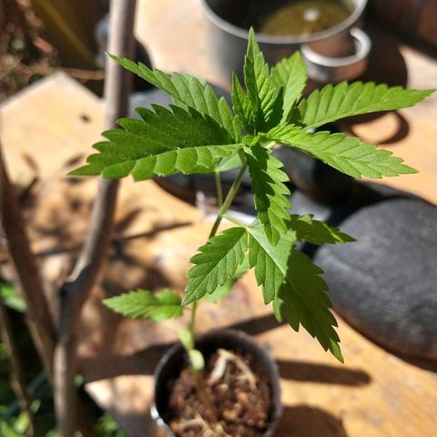 OutLaw growlog photo: Al solcito