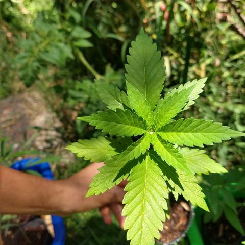 OutLaw growlog photo: Hermosa al sol. Ya le salen las raíces por abajo de la macetita