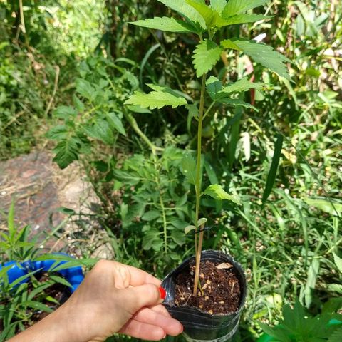 OutLaw growlog photo: Hermosa al sol. Ya le salen las raíces por abajo de la macetita