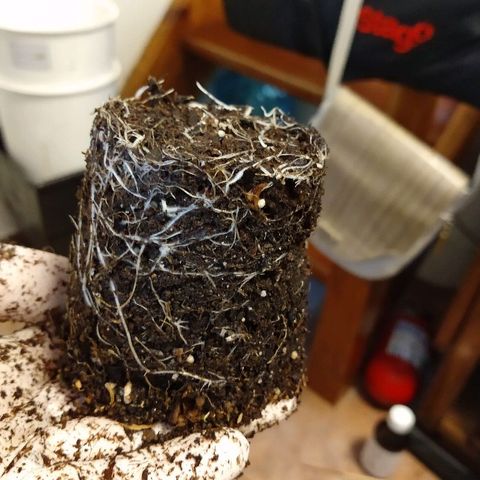 OutLaw growlog photo: Lindas raíces 😍